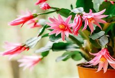 a potted plant with pink flowers in it