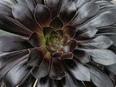 a large black flower sitting on top of a wooden table