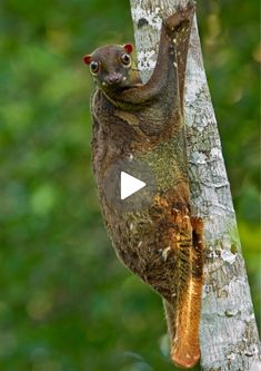 a small animal climbing up the side of a tree in front of green leaves and trees