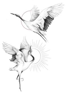 two white birds flying next to each other