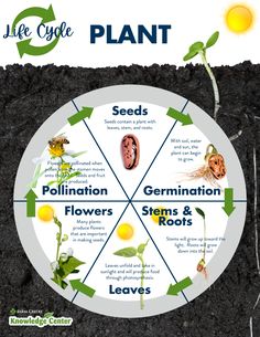 the life cycle of plants is shown in this graphic above it's description, which includes