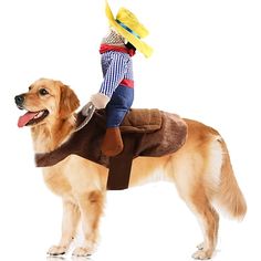 a brown dog wearing a cowboy hat riding on the back of a golden retriever