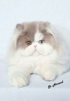 a fluffy white and gray cat laying down