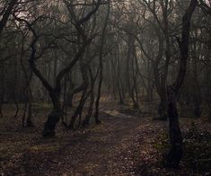 a path in the woods with lots of trees