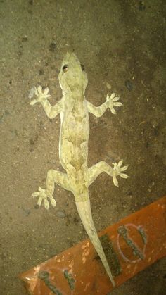 a gecko painted on the ground next to a red sign with numbers and letters