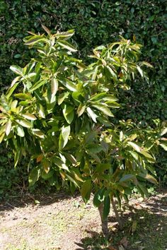 a small tree with green leaves in front of a hedge