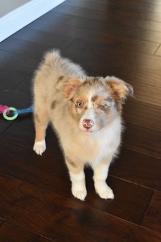 a brown and white dog standing on top of a hard wood floor