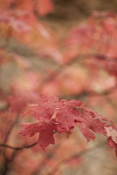 red leaves with water droplets on them in front of a rock wall and tree branches