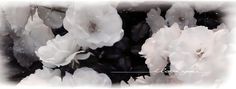 Soft White Aesthetic Vintage, Cover Picture Aesthetic, White Flowers Banner, Layout Design Facebook, Black And White Aesthetic Banner, Black Header Aesthetic, White Aesthetic Banner, Banner And Pfp, Black And White Header