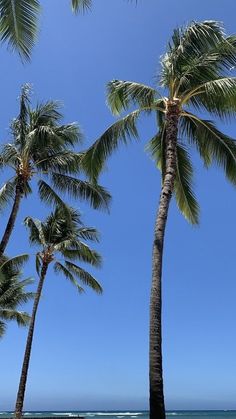 three palm trees on the beach with blue sky