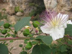 a white flower with purple stamens and green leaves in the foreground, next to a rock wall