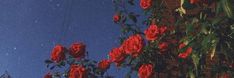 red roses growing on the side of a brick building with blue sky in the background