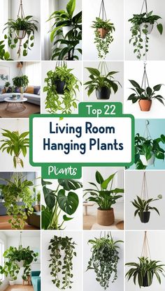 Transform your space with these 22 stunning hanging plants. Perfect for adding greenery and charm to your living room decor.