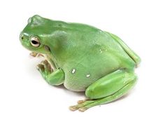 a green frog sitting on top of a white surface