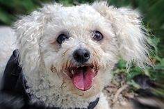 a small white dog wearing a black vest and smiling at the camera with his tongue hanging out