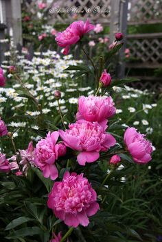 pink flowers are blooming in the garden