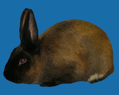 a brown rabbit sitting on top of a blue background