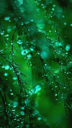 water droplets on the branches of a tree