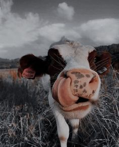 a brown and white cow sticking its tongue out while standing in tall grass on a cloudy day