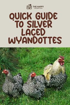 the happy farmer's guide to silver laced wyandotes is out now