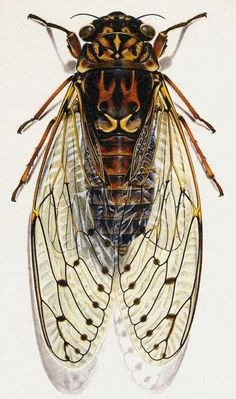 a drawing of a large insect with two wings and an orange stripe on it's head