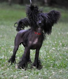 a small black dog standing on top of a lush green field