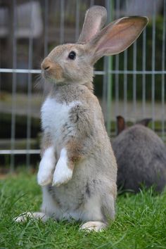 a rabbit sitting on its hind legs in front of a cage with two rabbits behind it