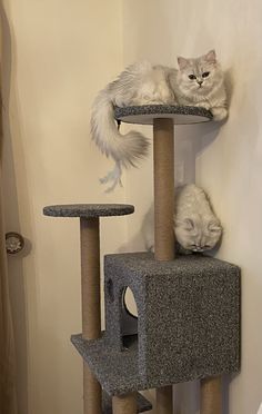 two cats are sitting on top of the cat tree