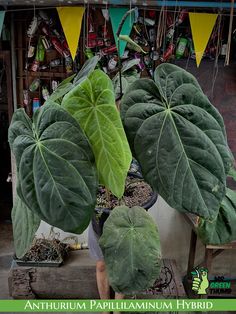 two large green leaves hanging from the ceiling in front of a store with other plants