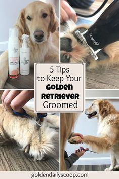 golden retriever grooming his dog's hair with the help of an adult