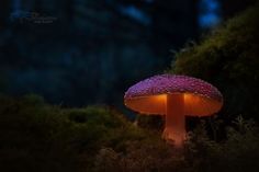 an illuminated mushroom in the woods at night