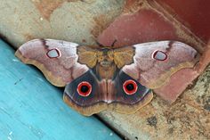 a brown and white moth with red eyes on a blue wooden surface in front of a brick wall