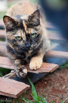 a cat sitting on top of a wooden bench in the grass and looking at the camera