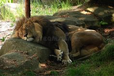 two lions laying down on some rocks in the shade royalty image - free stock photo