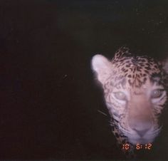 a black and white photo of a leopard in the dark