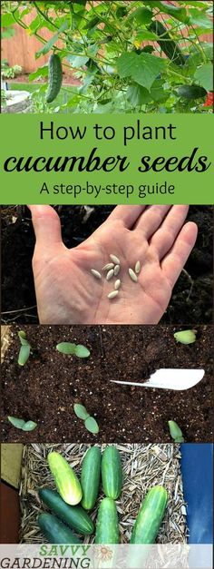 how to plant cucumber seeds step by step guide