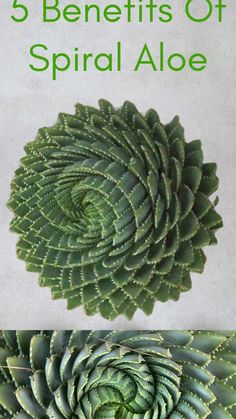 an image of a spiral aloe plant with the title 5 benefits of spiral aloe