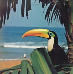 a toucan sitting on top of a palm tree next to the ocean