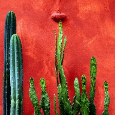 two green cactuses on a red wall and one is taller than the other plant