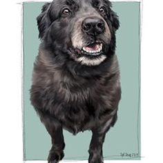 a large black dog standing in front of a blue background