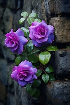 purple flowers growing out of the side of a stone wall with water droplets on them