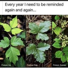 four different types of leaves with the words, every year i need to be remindered again and again