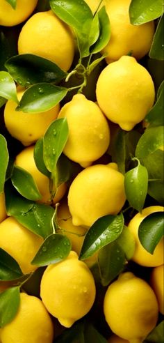 a bunch of lemons with green leaves on them