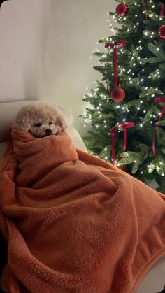 a dog wrapped up in a blanket next to a christmas tree with lights on it