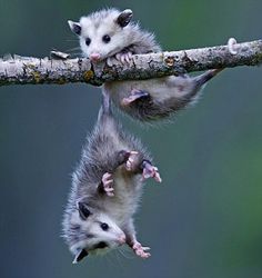 three ferrets are hanging upside down on a branch