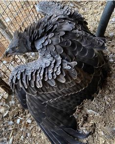 a large black bird standing next to a cage