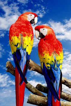 two colorful parrots sitting on top of a tree branch next to each other in front of a blue sky with white clouds