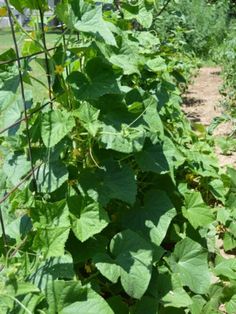 the green plants are growing in the garden