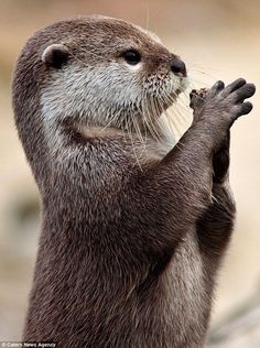 an otter is standing on its hind legs and holding it's paw in the air