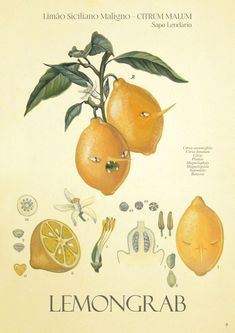 an illustration of lemons on a tree branch with leaves and other fruits around them